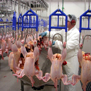 Ein af ástæðunum fyrir kaupum Norðlenska, Kaldbaks og sparisjóðanna tveggja á Íslandsfugli er að try…