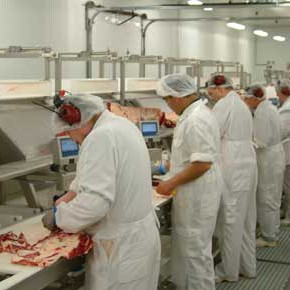 Hinar nýju úrbeiningarlínur frá Marel hafa skilað ótvíræðum árangri. Hér eru úrbeiningarmenn við nýj…